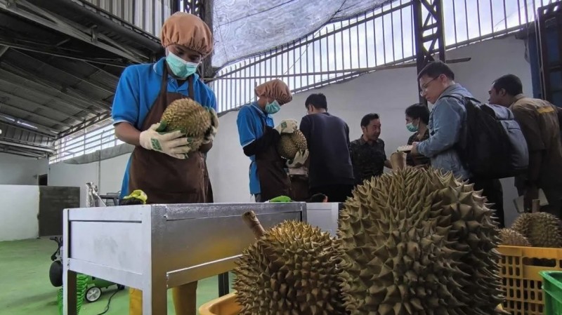 Indonesia xuất khẩu lô sầu riêng đông lạnh đầu tiên sang Trung Quốc