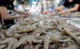 Năm 2025, Trung Quốc vẫn là thị trường nhập khẩu tôm lớn nhất của Việt Nam