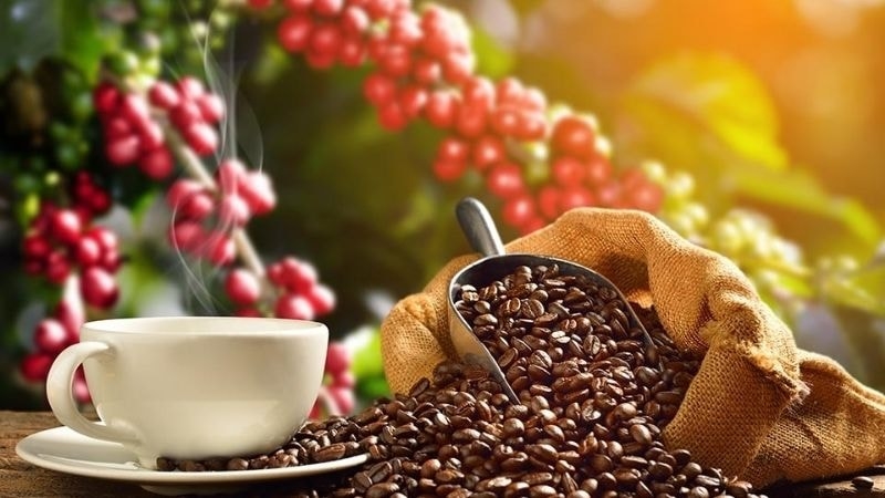 Thị trường cà phê khởi sắc, giá trong nước vượt ngưỡng 100.000 đồng/kg