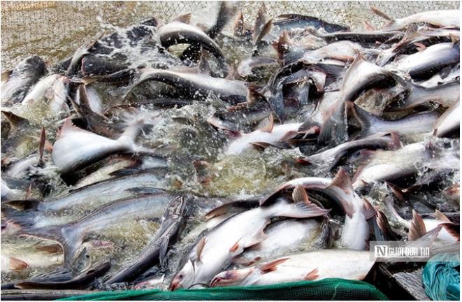 Giá cá tra lập đỉnh: Lợi nhuận trở lại, chu kỳ rủi ro cũng quay lại