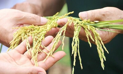 Giá lúa gạo hôm nay 24.1: Lúa Đông Xuân khó bật tăng