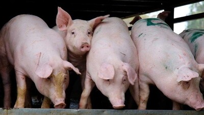 Giá heo hơi hôm nay 27.1: Tăng mạnh đến 2.000 đồng/kg