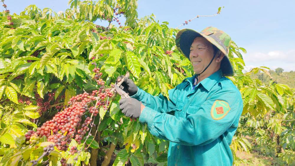 Giá cà phê hôm nay 29.1: Giữ vững mốc 102.000 đồng/kg