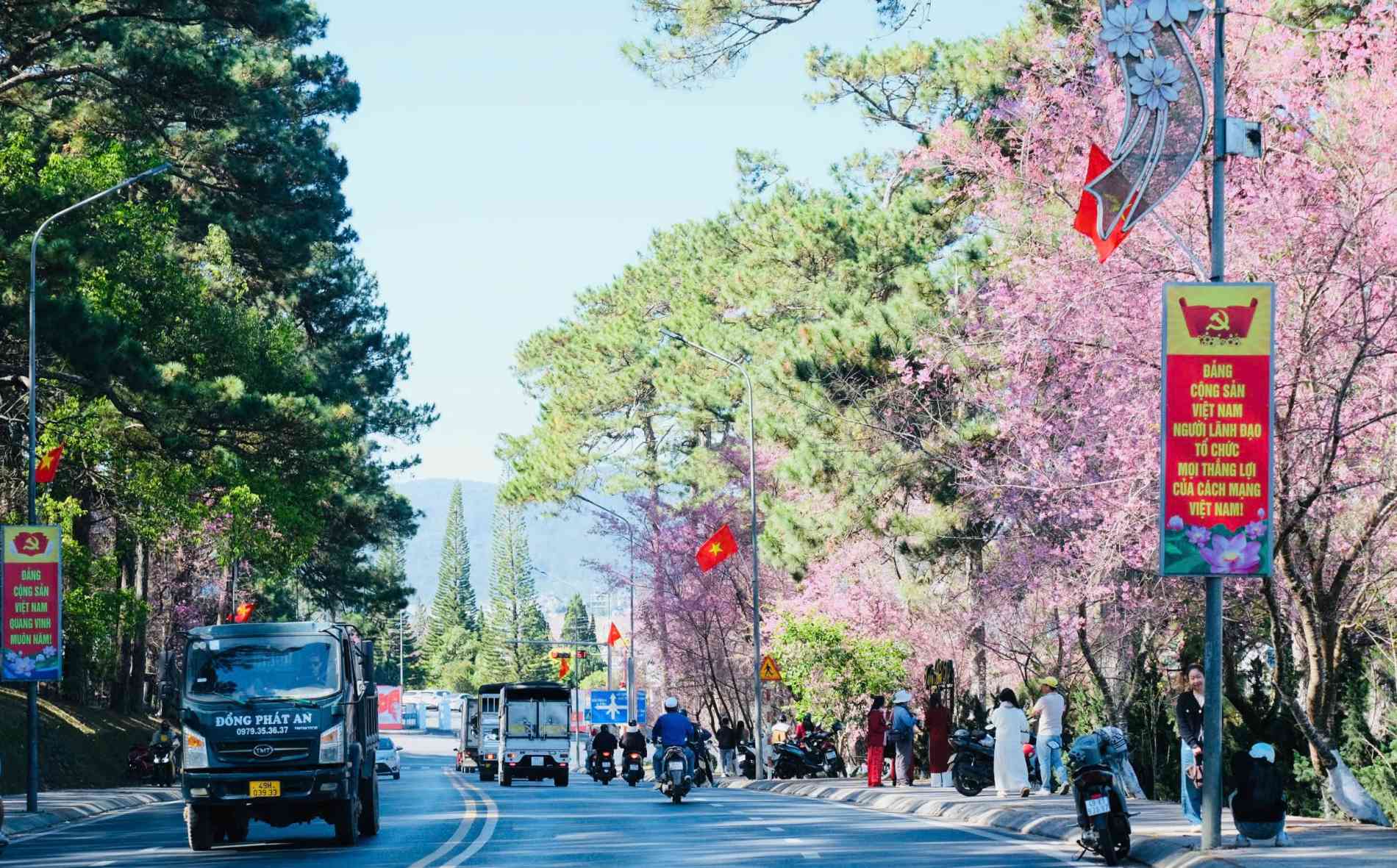 Đà Lạt rực rỡ sắc hoa mai anh đào chào đón xuân Bính Ngọ 2026