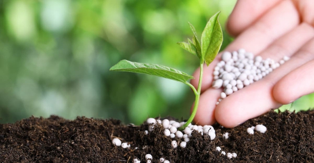 Năm 2025, xuất khẩu phân bón tăng trưởng mạnh cả về sản lượng và kim ngạch