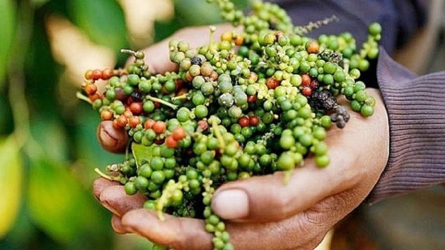 Xuất khẩu hồ tiêu của Việt Nam khởi sắc ngay trong đầu năm 2026