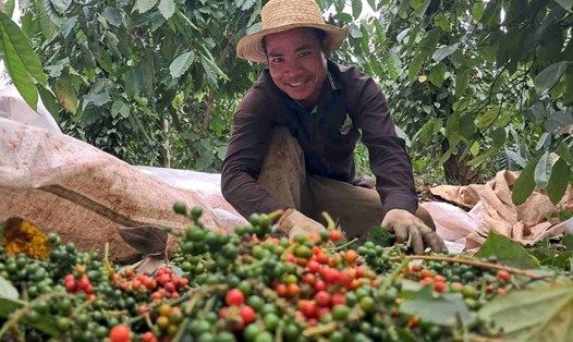 Giá tiêu hôm nay 31.1: Ổn định ở mức 152.000 đồng/kg