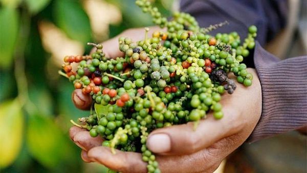 Giá tiêu hôm nay 1.2: Thị trường chững lại trước kỳ nghỉ Tết