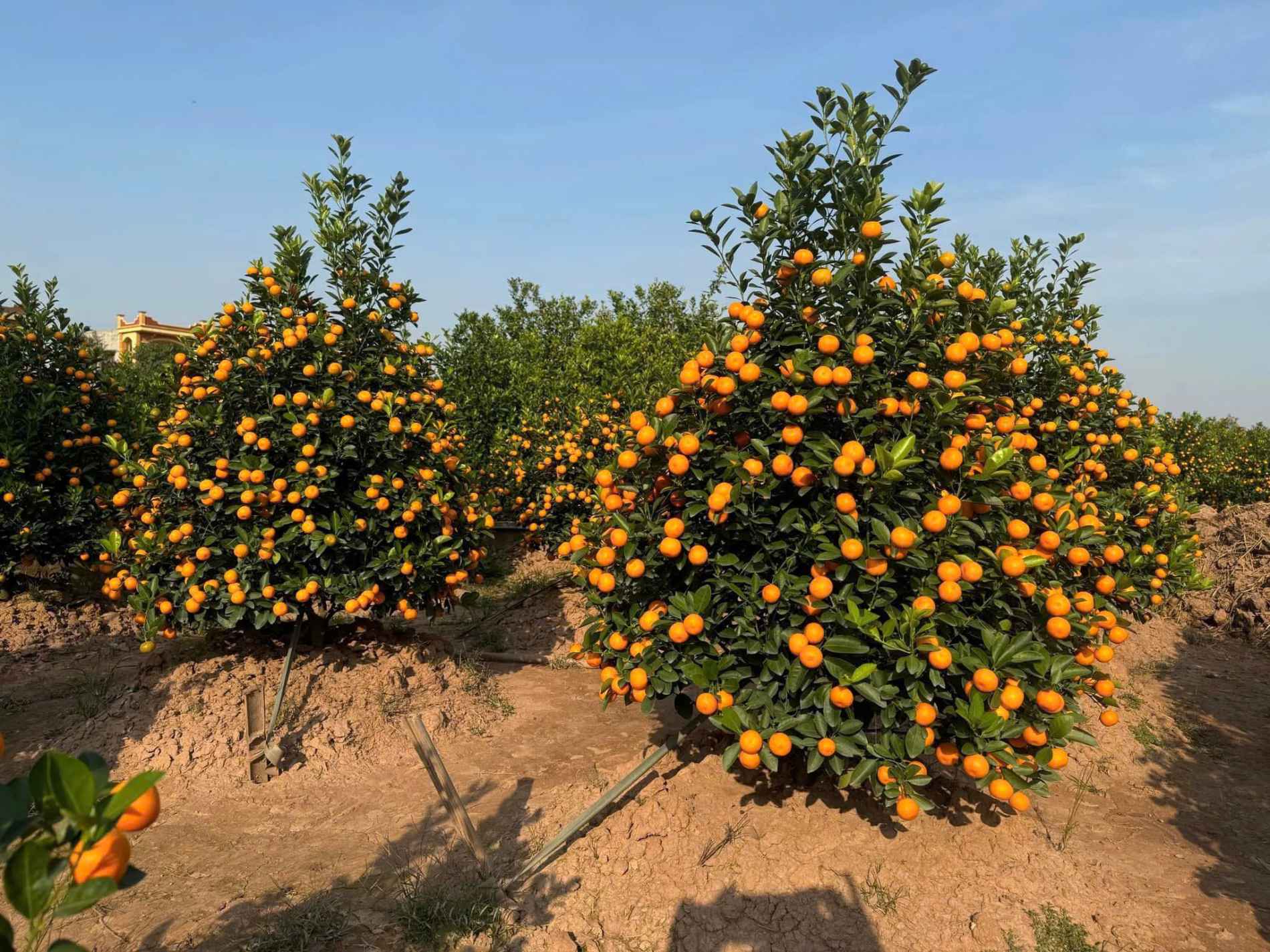 Làng quất cảnh nổi tiếng đất Hưng Yên hối hả vào vụ Tết