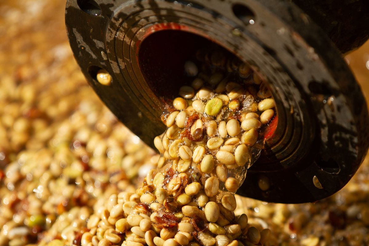 Cà phê hạ nhiệt, nhiều địa phương mất tới 1.000 đồng/kg