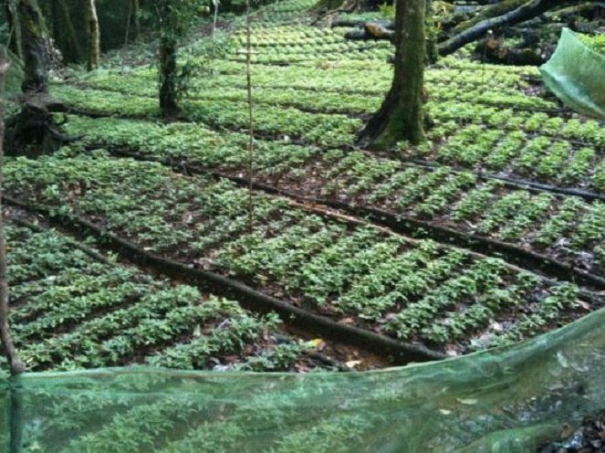 THACO đề xuất đầu tư vùng trồng sâm Ngọc Linh lớn chưa từng có