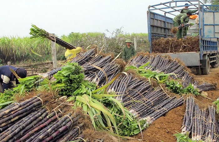 Dư cung toàn cầu, doanh nghiệp mía đường Việt lao đao
