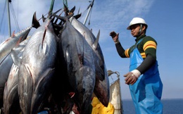 EU mở cửa cho Ấn Độ, cá ngừ Việt Nam lo nguy cơ mất lợi thế thuế quan
