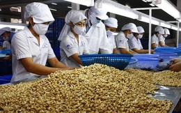 Xuất khẩu điều thu về 434 triệu USD vào đầu năm 2026