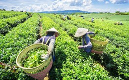 Ngành chè với bài toán nâng cao giá trị gia tăng