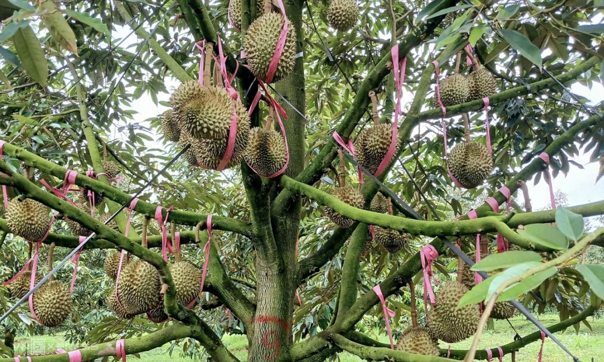 Năm 2025 rực rỡ của “đại gia” nông nghiệp: Lợi nhuận đồng loạt kỷ lục