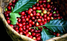 Kim ngạch xuất khẩu cà phê của Việt Nam đạt 1,08 tỷ USD trong vòng 1 tháng