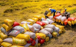 Xuất khẩu gạo tháng 1/2026 tăng 19% về lượng nhưng giảm 4,61% về trị giá