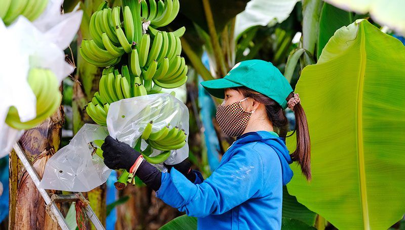 Rau quả Việt Nam dẫn đầu một số nhóm sản phẩm tại Nhật Bản