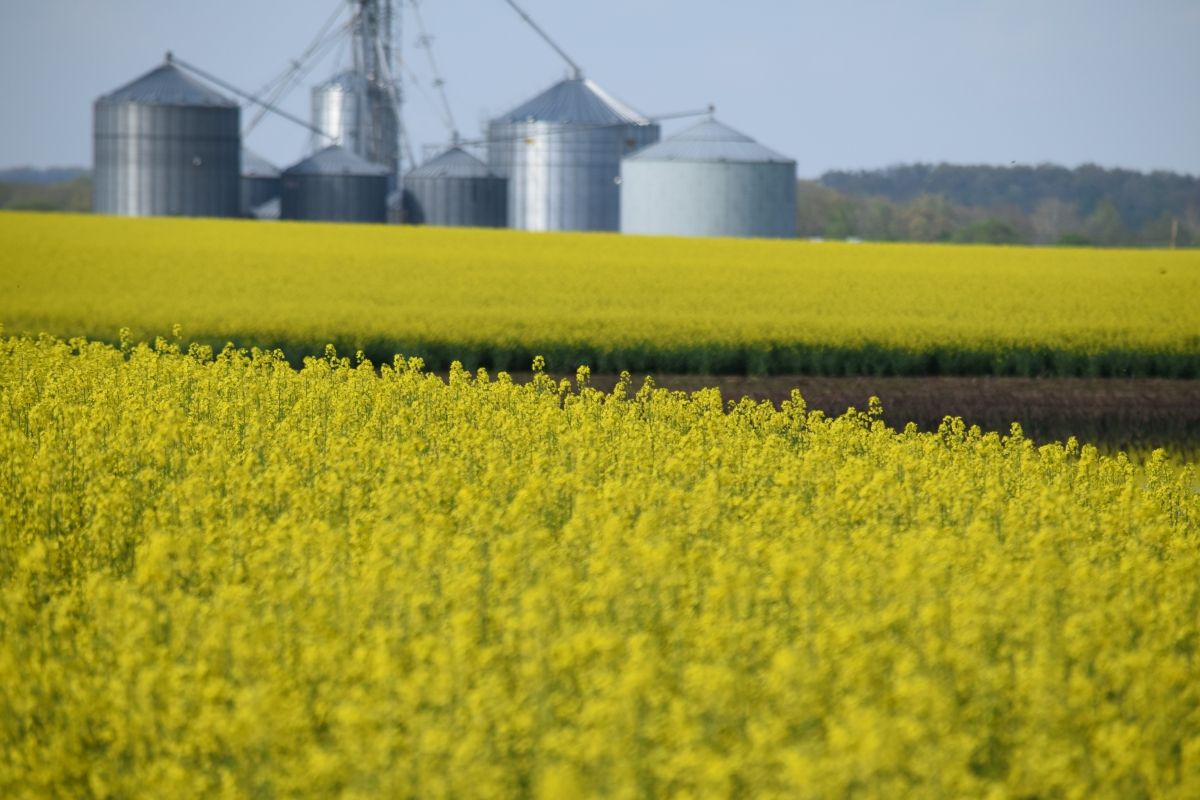 Trung Quốc chính thức áp thuế 5,9% đối với hạt cải dầu nhập từ Canada