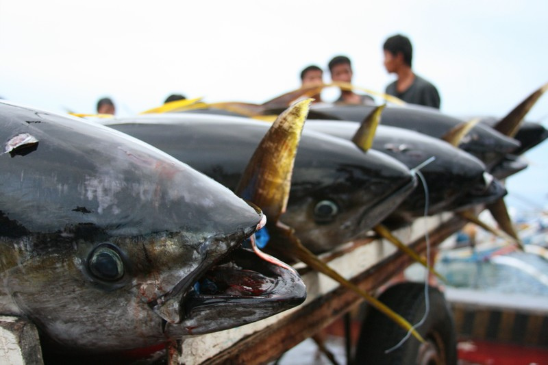 Nga, EU và Nhật Bản đồng loạt tăng mua cá ngừ Việt Nam