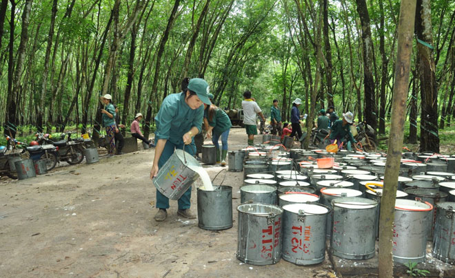 Cổ phiếu HRC tăng dựng đứng gần 31%, doanh nghiệp nói gì?