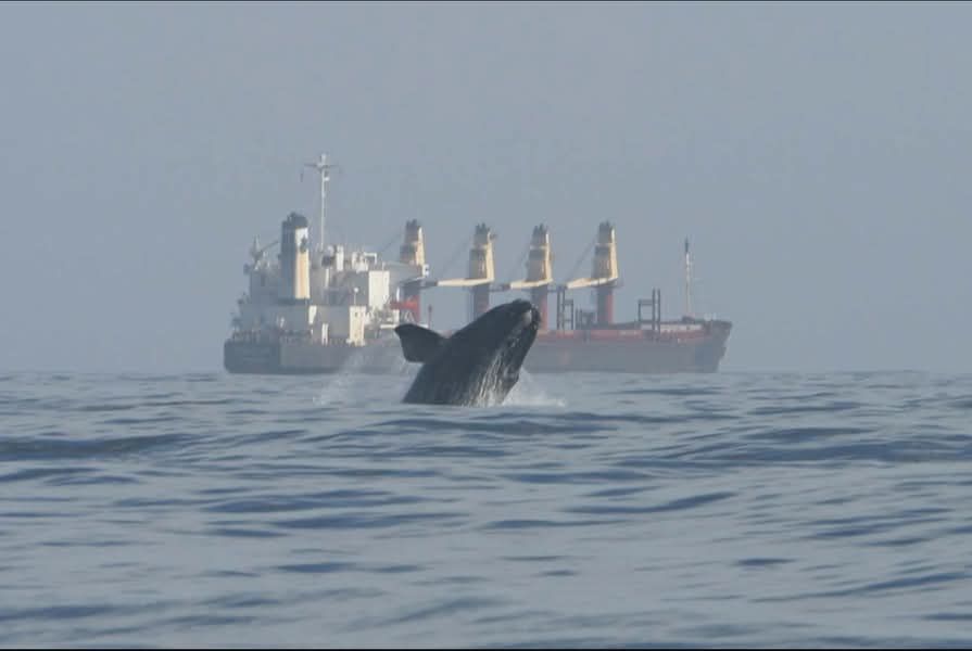 Phụ thuộc 90% dầu Trung Đông, Nhật Bản chuẩn bị tung kho dự trữ