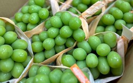 Việt Nam nằm trong nhóm nước nhập khẩu trái cây lớn nhất của Trung Quốc