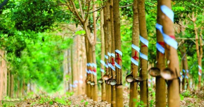 Chậm công bố thông tin, Cao su Phước Hoà bị nhắc nhở