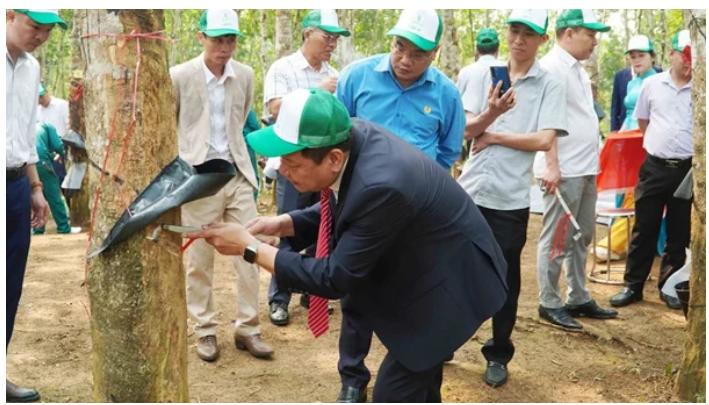 Giá lên nhưng lãi không theo kịp, doanh nghiệp cao su đang mắc kẹt?