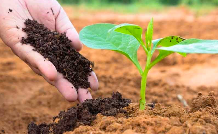 Giá urê tăng “nóng”, nhóm phân đạm báo lãi quý I bứt phá