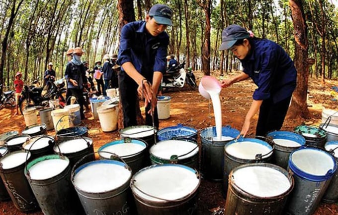Cao su Phước Hòa vượt chỉ tiêu lợi nhuận, gửi ngân hàng hơn 1.000 tỷ đồng