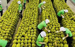 Sầu riêng Việt Nam chuyển dịch rõ nét từ phát triển theo chiều rộng sang chú trọng chất lượng