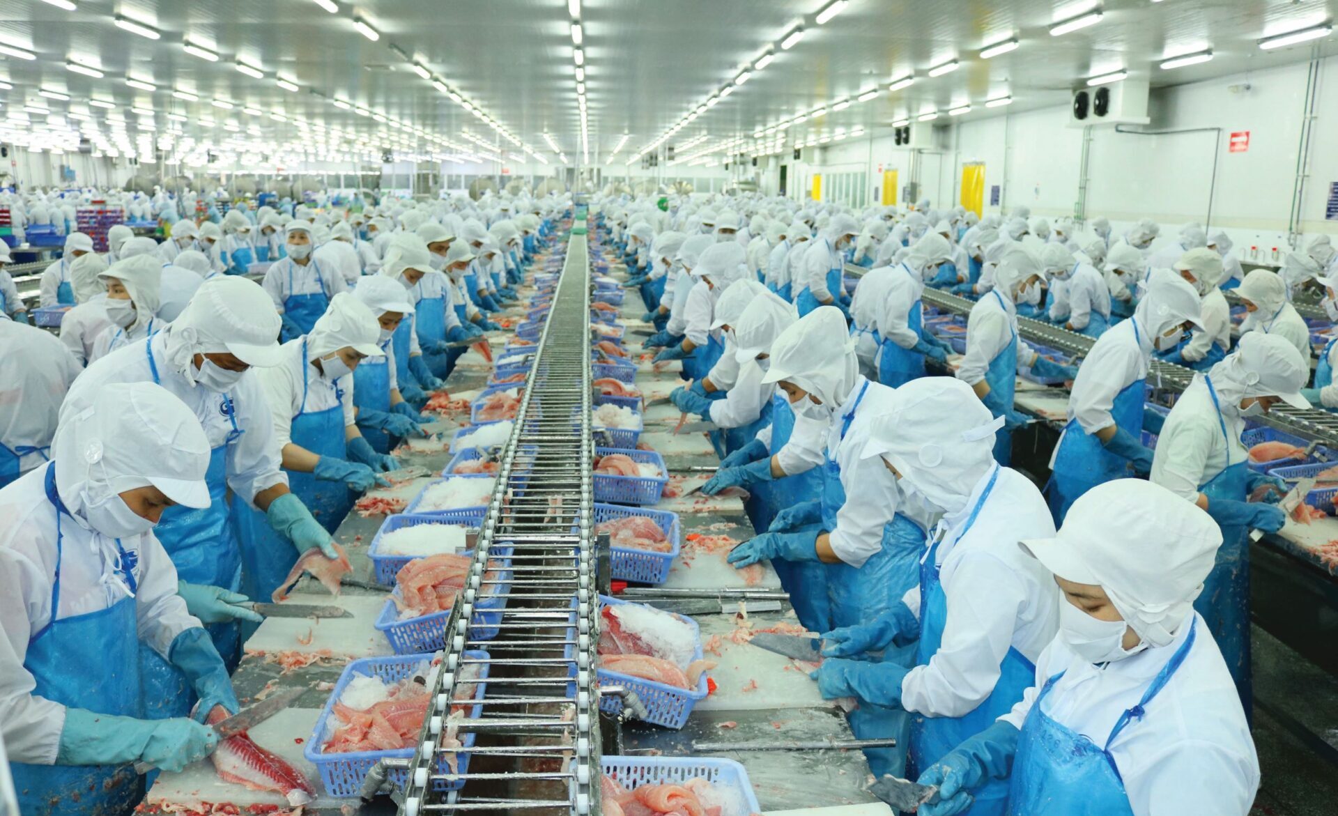 Vĩnh Hoàn lần đầu chi gần nghìn tỷ đồng gom cổ phiếu quỹ