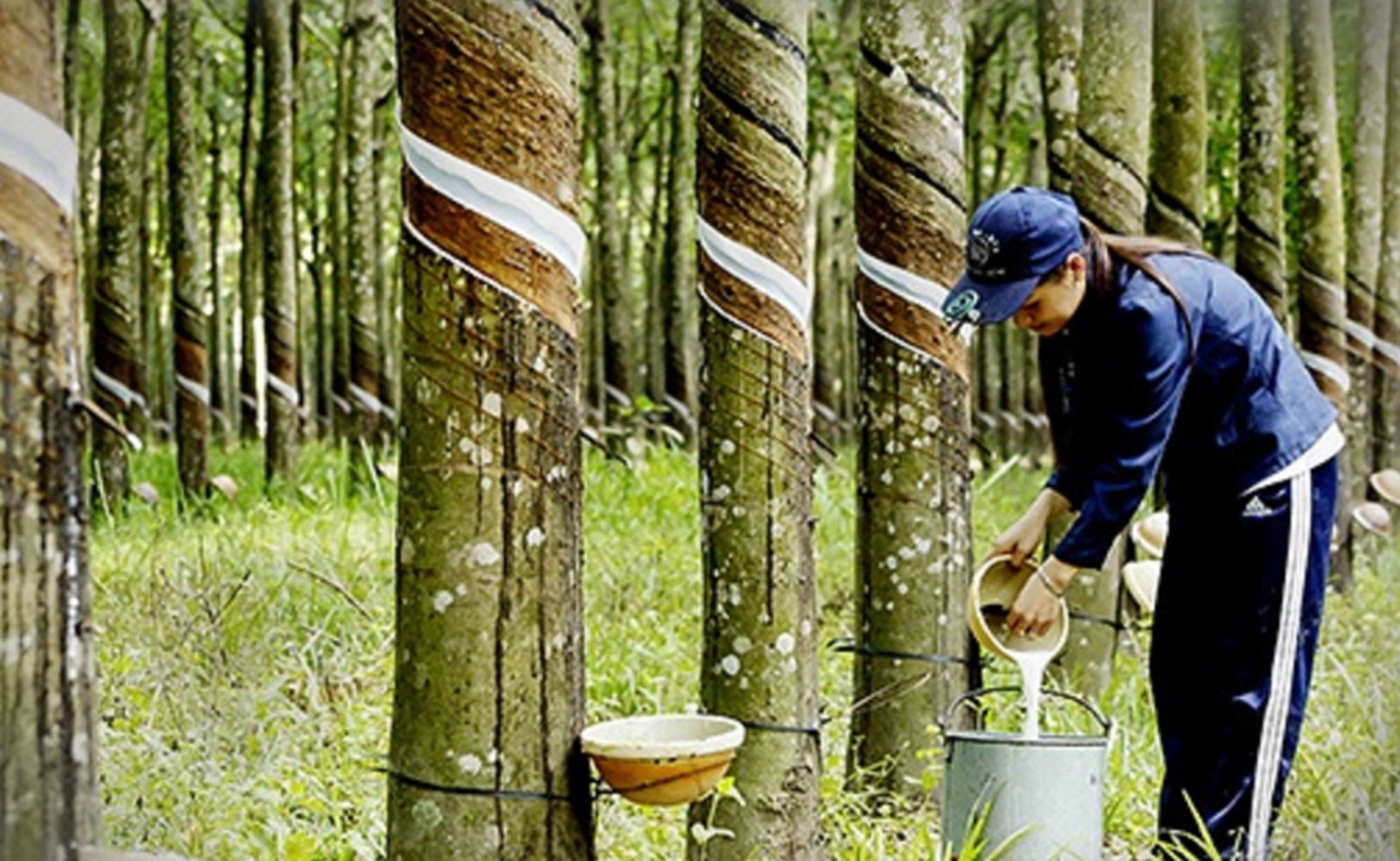 Ngành cao su phân hóa mạnh: Doanh nghiệp khai thác lãi đậm, nhóm săm lốp bắt đầu “đuối sức”
