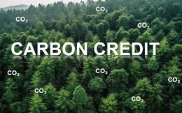 Tín chỉ carbon rừng chỉ được giao dịch theo hợp đồng hoặc trên sàn giao dịch