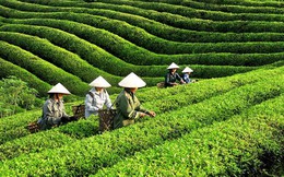 Xuất khẩu chè thu về 58,5 triệu USD sau 4 tháng