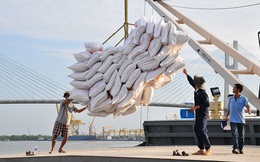 Giá gạo bứt phá nhờ phân khúc gạo chất lượng cao