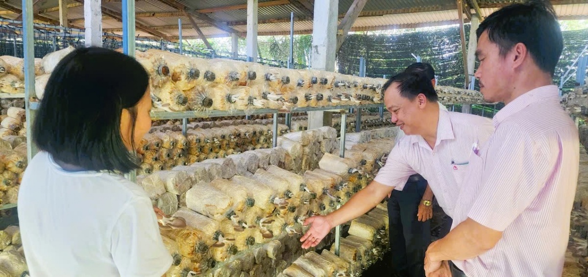 Tín dụng chính sách tiếp sức cho gia đình chị Đặng Thị Kim Thoa (phải) ở xã Thăng Bình đã phát triển mô hình trồng nấm bào ngư.