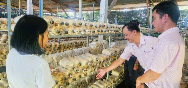 Phát triển sinh kế bền vững từ vốn ngân hàng