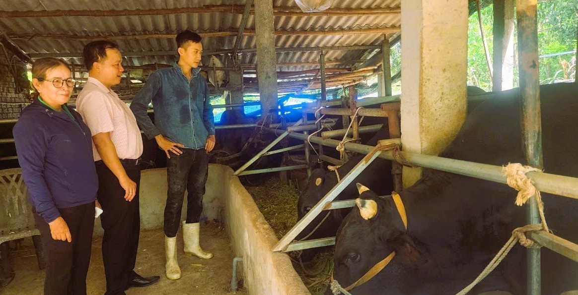 Mô hình chăn nuôi bò của gia đình bà Nguyễn Thị Bích ở xã Thăng Bình.