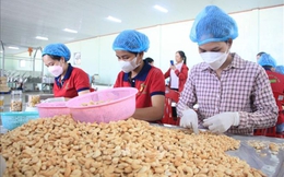 Ngành điều hạ mục tiêu xuất khẩu xuống 5 tỷ USD