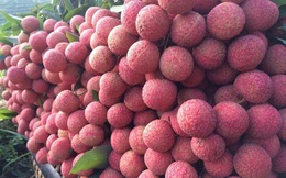 Xuất khẩu trái vải tăng 43%