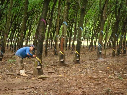 Lãi quý I tăng hơn 66%, vì sao TRC vẫn đặt mục tiêu lợi nhuận đi lùi trong năm 2026?
