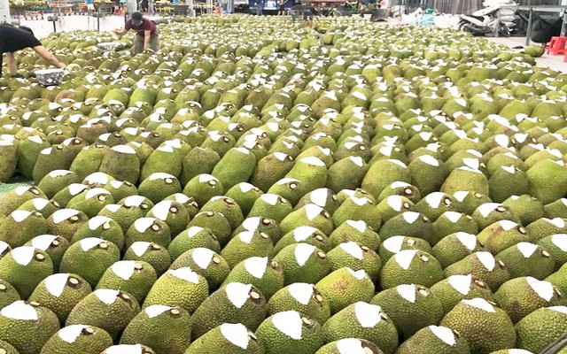 Mít Việt hưởng lợi từ xuất khẩu chính ngạch sang Trung Quốc, kim ngạch tăng hơn 27%