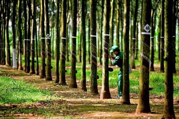 Một doanh nghiệp cao su chi 900 tỷ đồng phát hành cổ phiếu thưởng tỷ lệ 300%