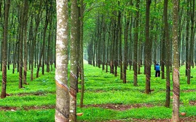 Cao su Phước Hòa sắp phát hành hơn 108 triệu cổ phiếu thưởng, chia cổ tức tiền mặt 14%
