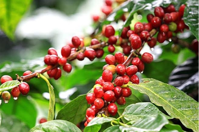 Giá cà phê hôm nay 1/10/2026: Arabica lên cao nhất 2,5 tuần