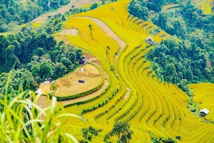 Ngôi làng có vẻ đẹp "ngoại lệ" giữa vùng cao phía Bắc: Cả sườn núi hóa "biển vàng" mỗi năm một lần