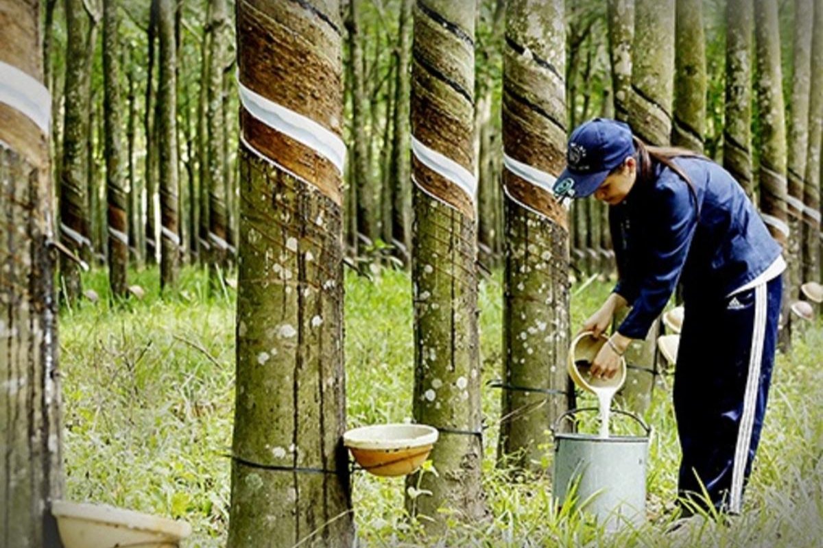 Nguồn cung cao su có thể thiếu hụt năm thứ 5 liên tiếp, nhiều doanh nghiệp được kỳ vọng hưởng lợi